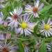 Elliott's Aster